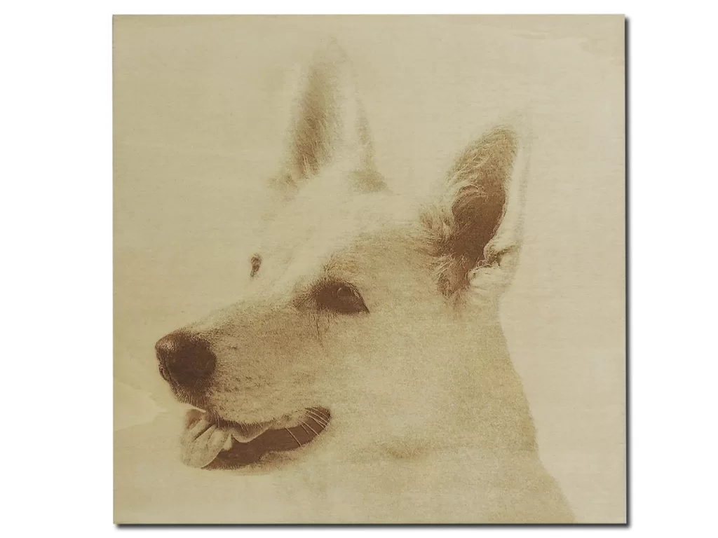 witte herder Kela