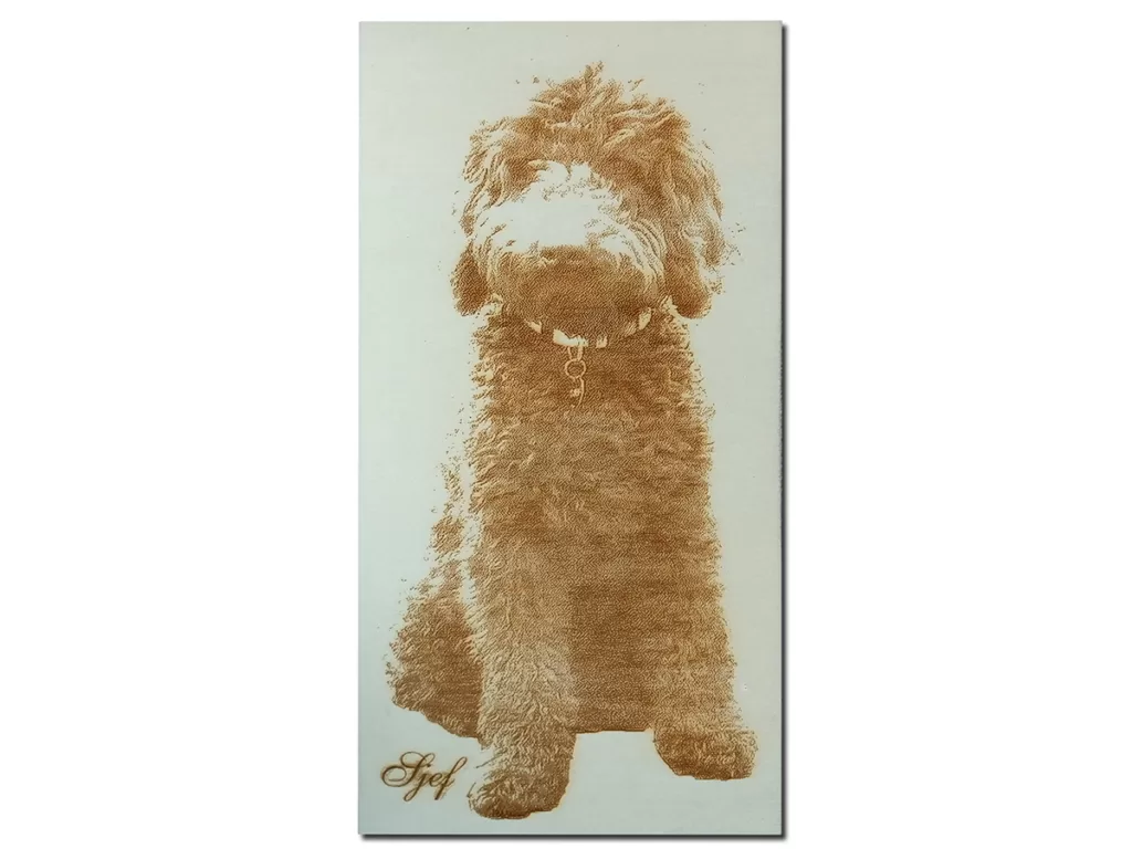 labradoodle cadeau Sjef